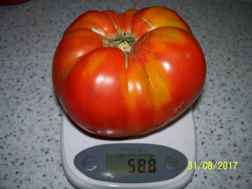 URIAȘE SÂRBEȘTI BĂLENI-TAR 588g (1) - URIAȘE SÂRBEȘTI DE BĂLENI