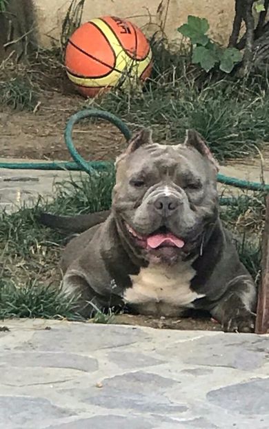 Onix - American Bully