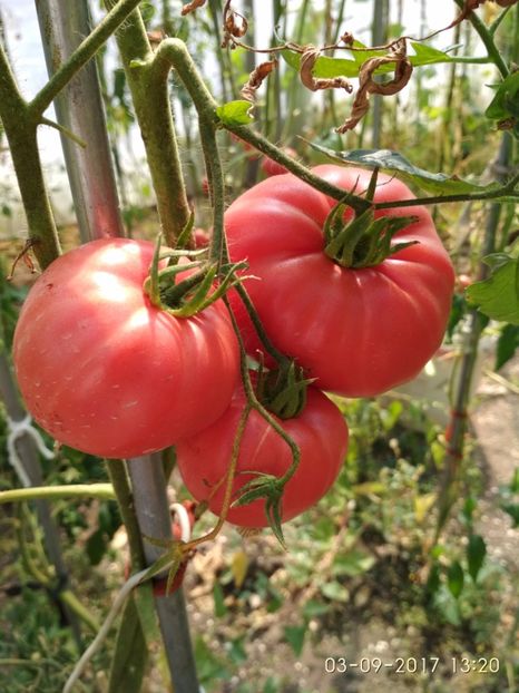 PONDEROSA (1) - PONDEROSA