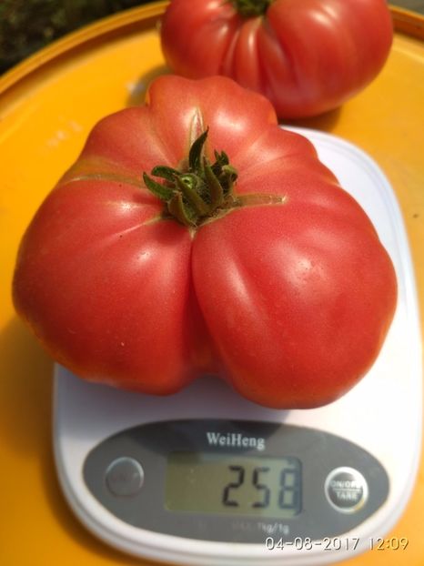 PONDEROSA (5) - PONDEROSA