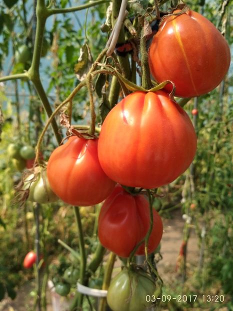 INIMĂ DE ALBENGA (4) - INIMĂ DE ALBENGA 2017