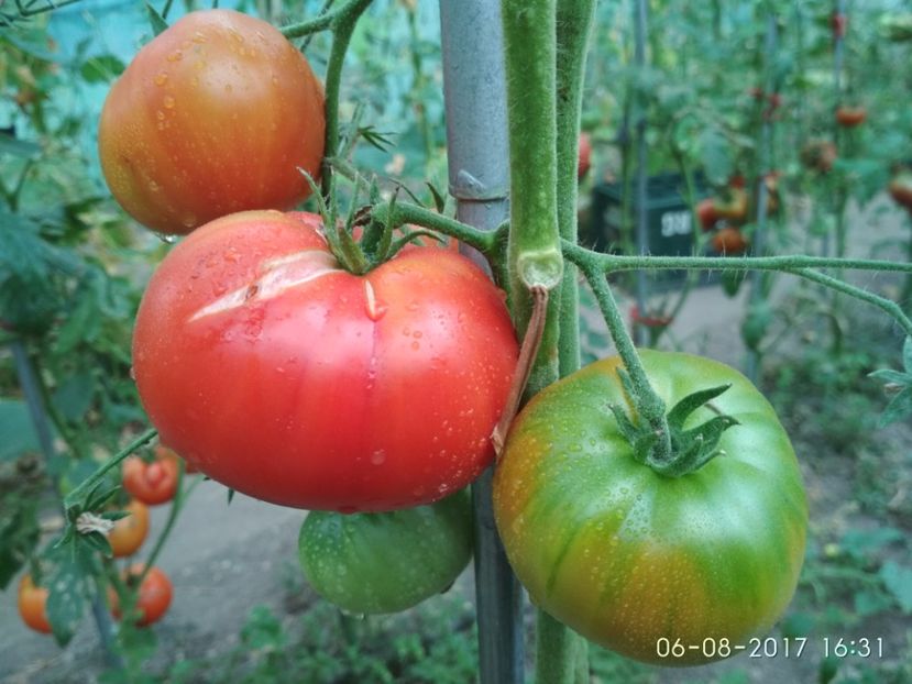 RUSSIAN BEEFSTEAK RED (2) - RUSSIAN BEEFSTEAK RED