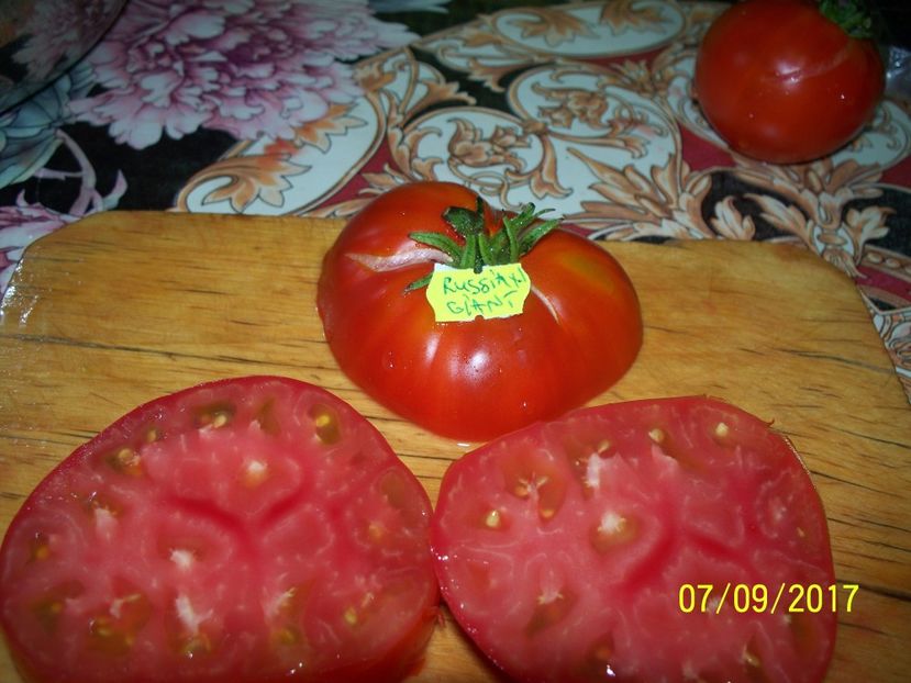 RUSSIAN BEEFSTEAK RED (5) - RUSSIAN BEEFSTEAK RED