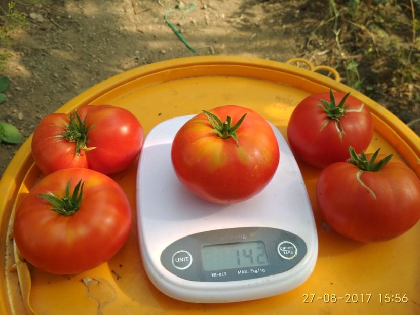 RUSSIAN BEEFSTEAK RED (8) - RUSSIAN BEEFSTEAK RED