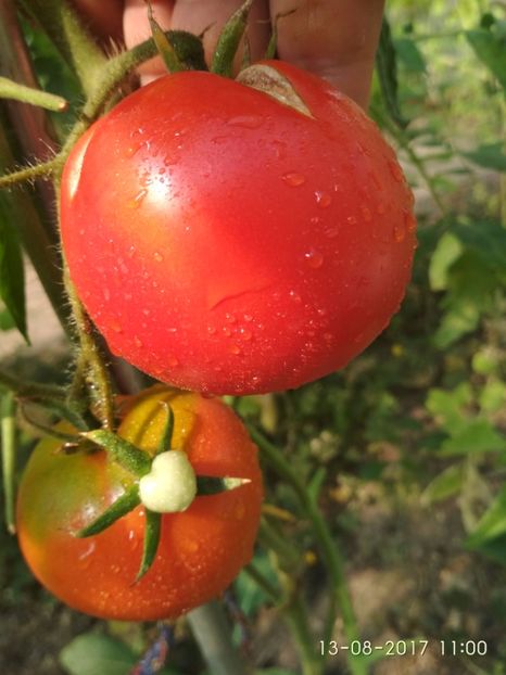 RUSSIAN BEEFSTEAK RED (10) - RUSSIAN BEEFSTEAK RED