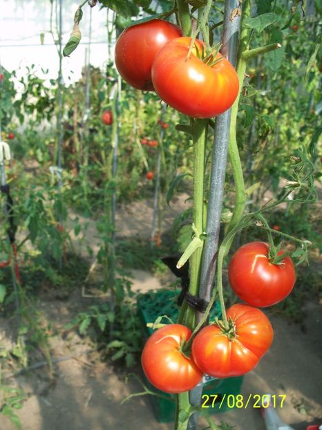 RUSSIAN BEEFSTEAK RED (19) - RUSSIAN BEEFSTEAK RED