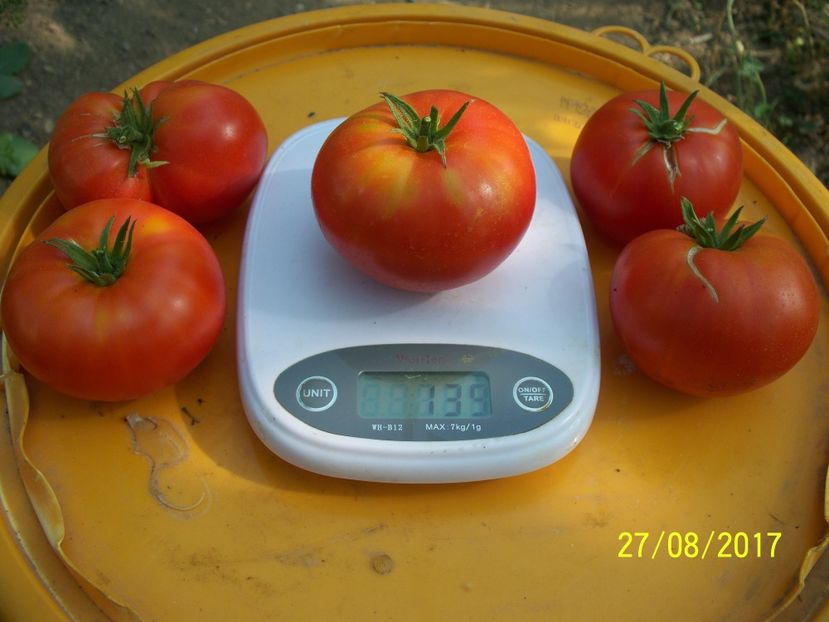 RUSSIAN BEEFSTEAK RED (20) - RUSSIAN BEEFSTEAK RED