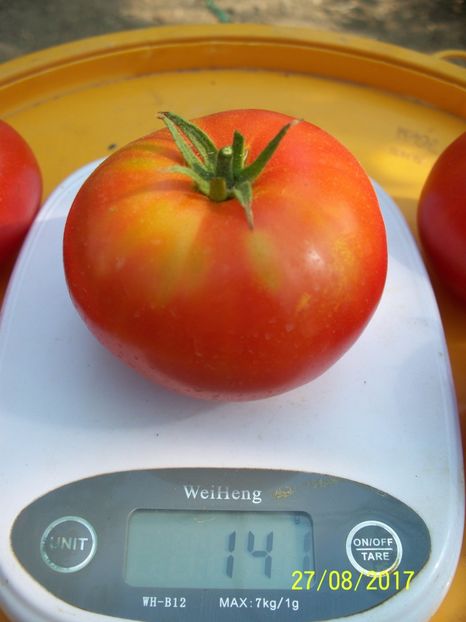 RUSSIAN BEEFSTEAK RED (21) - RUSSIAN BEEFSTEAK RED