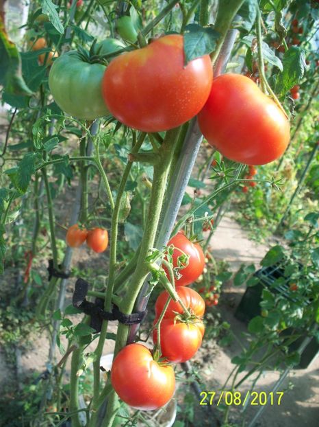 RUSSIAN BEEFSTEAK RED (22) - RUSSIAN BEEFSTEAK RED