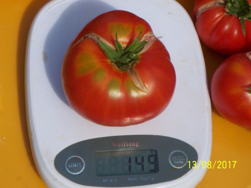 RUSSIAN BEEFSTEAK RED (24) - RUSSIAN BEEFSTEAK RED