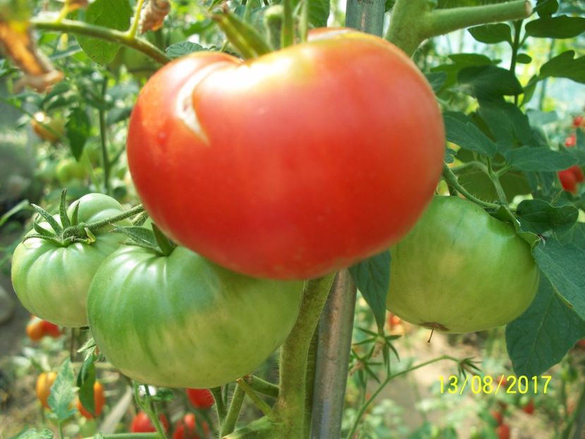 RUSSIAN BEEFSTEAK RED (25) - RUSSIAN BEEFSTEAK RED