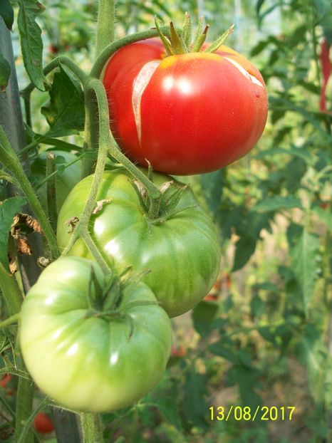 RUSSIAN BEEFSTEAK RED (26) - RUSSIAN BEEFSTEAK RED