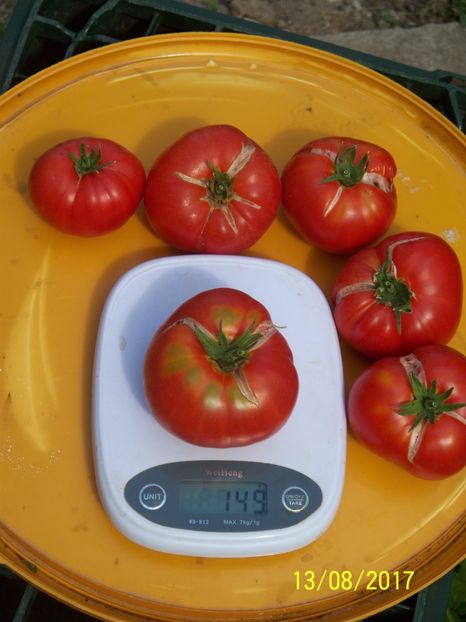 RUSSIAN BEEFSTEAK RED (30) - RUSSIAN BEEFSTEAK RED