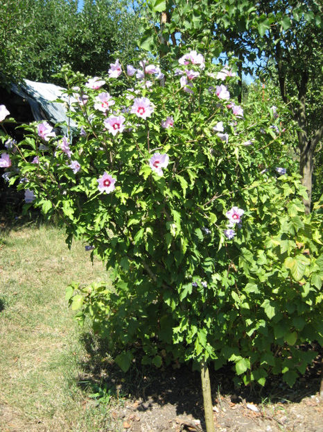 2017- am suferit din cauza secetei. - 3 ARBUSTI FRUCTIFERI SI ORNAMENTALI