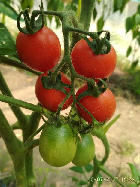 KNEAZ (1) - CHERRY KNYAZ BOURGEOIS