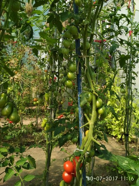 KNEAZ BOURGEOIS (1) (2) - CHERRY KNYAZ BOURGEOIS