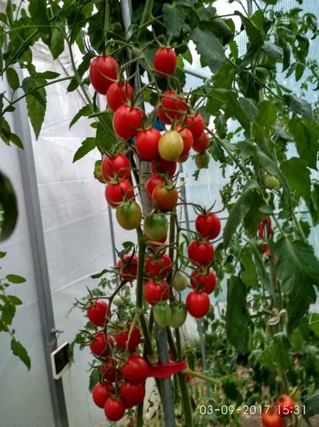 KNEAZ BOURGEOIS (3) - CHERRY KNYAZ BOURGEOIS