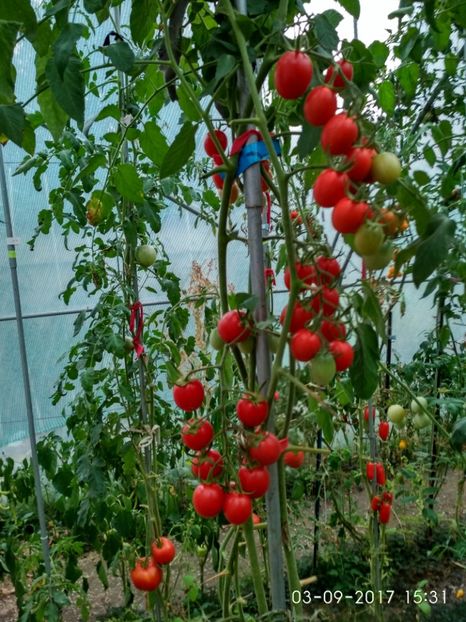 KNEAZ BOURGEOIS (4) - CHERRY KNYAZ BOURGEOIS