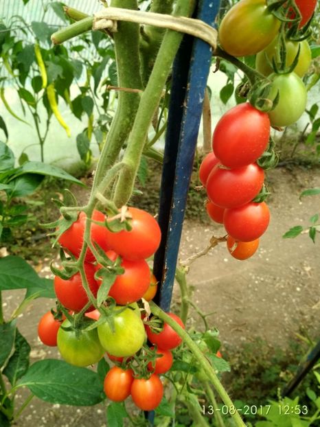 KNEAZ BOURGEOIS (11) - CHERRY KNYAZ BOURGEOIS