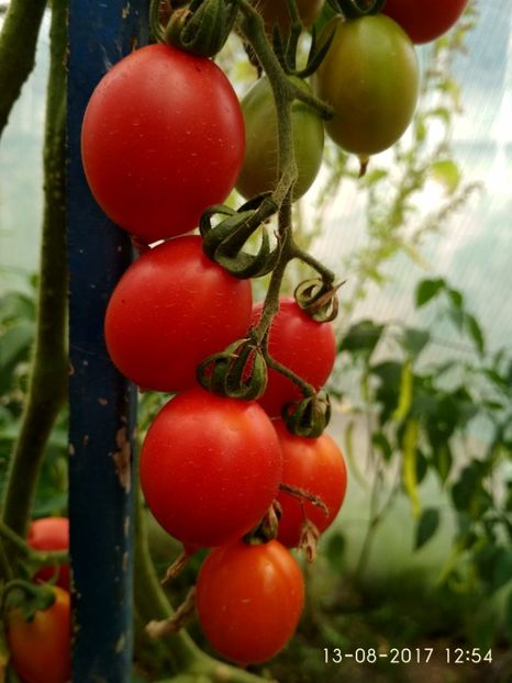 KNEAZ BOURGEOIS (12) - CHERRY KNYAZ BOURGEOIS