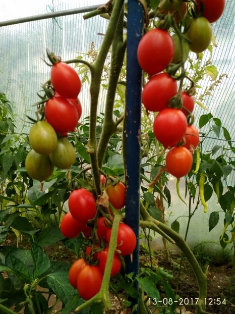 KNEAZ BOURGEOIS (13) - CHERRY KNYAZ BOURGEOIS