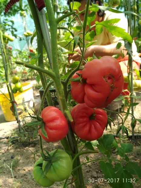 MONTEROSA (12) - MONTEROSA