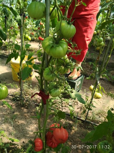 MONTEROSA (13) - MONTEROSA