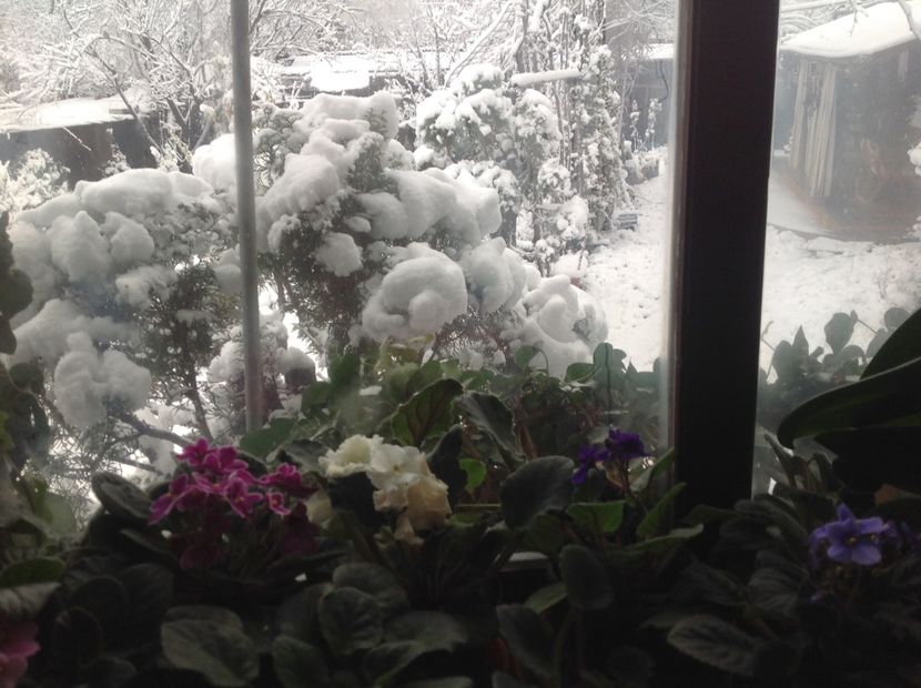  - Gradina iarna 2017