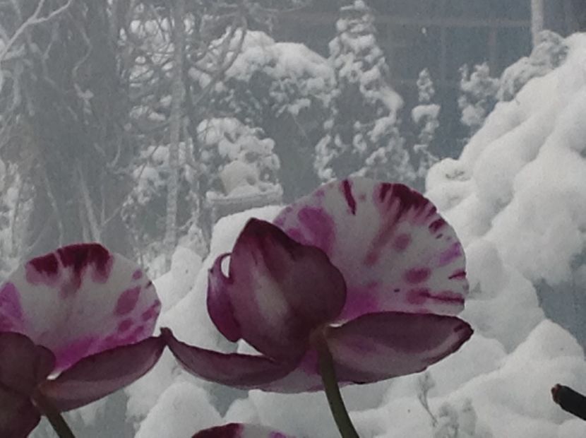  - Gradina iarna 2017