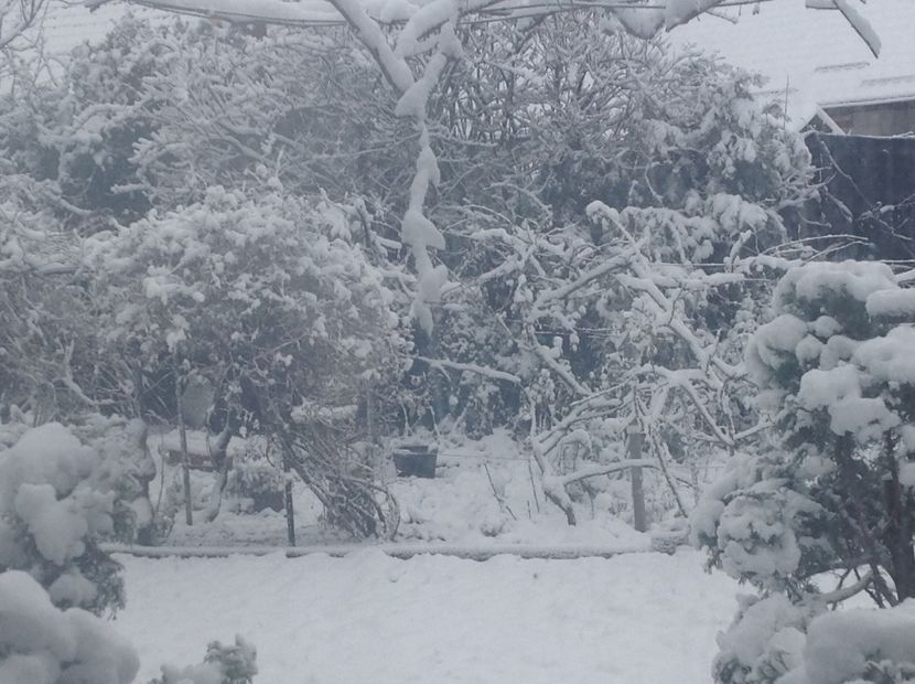  - Gradina iarna 2017