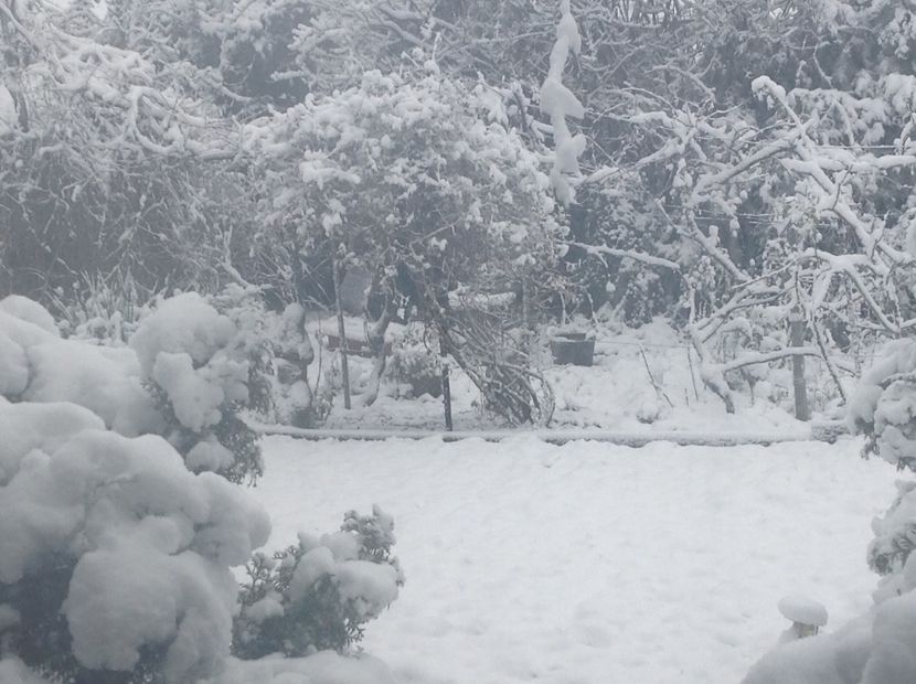  - Gradina iarna 2017