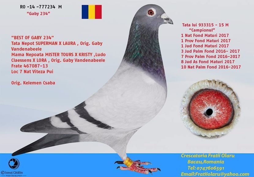 tata campionu - Porumbei din matca