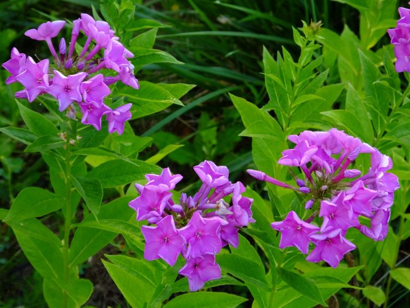 Singura tufa de Phlox. O sa mai caut. - 2017_07_Iulie