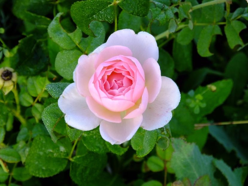 Gentle Hermione - 2017_07_Iulie