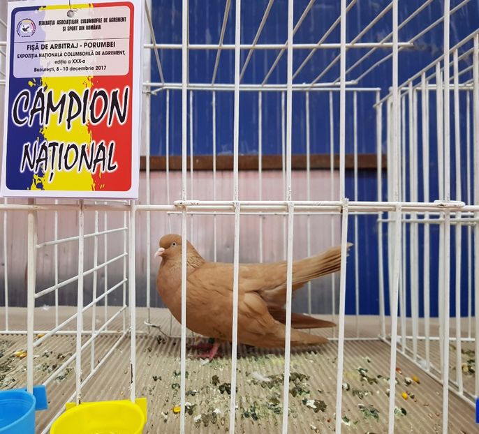 20171209_130005 (2) - -campioni porumbei