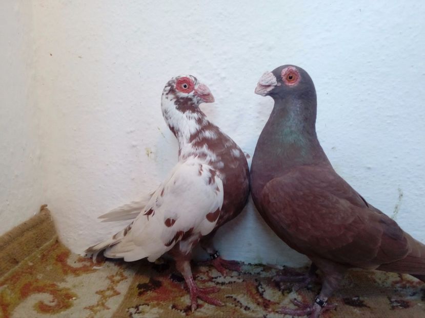 M-F-2016 - Carunculati de Oradea pt 2018