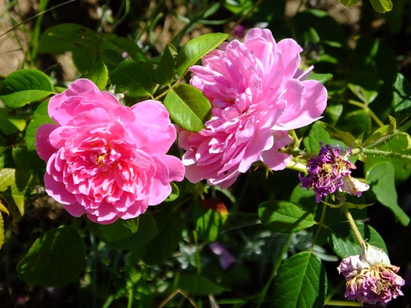 Harlow Carr - 2017_07_Iulie