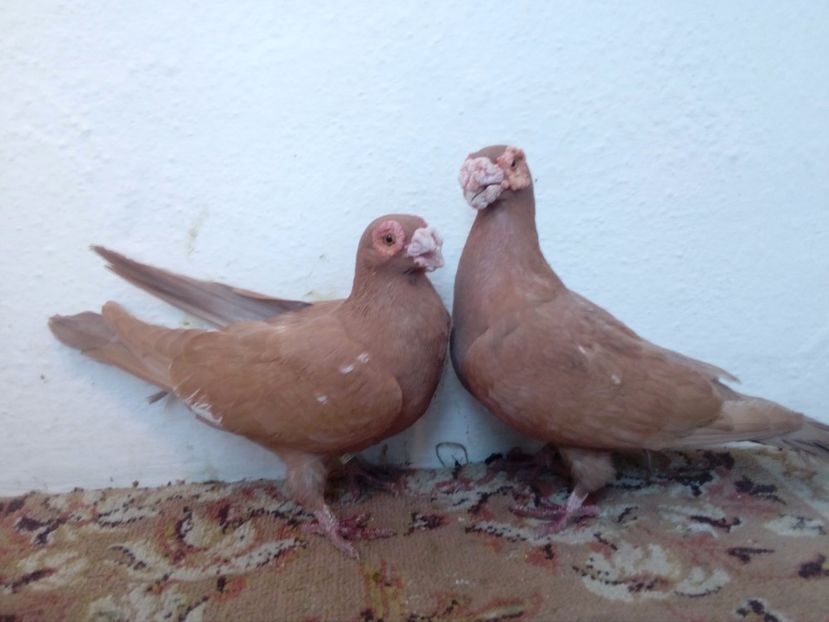 M-F-2012-2015 - Carunculati de Oradea pt 2018