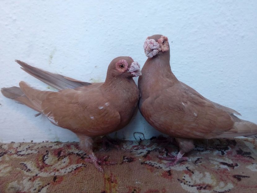  - Carunculati de Oradea pt 2018