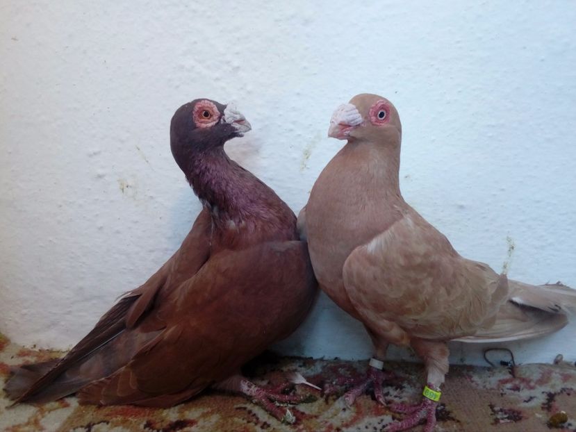 M-F-2017 - Carunculati de Oradea pt 2018