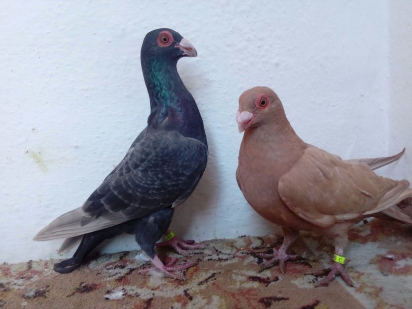  - Carunculati de Oradea pt 2018