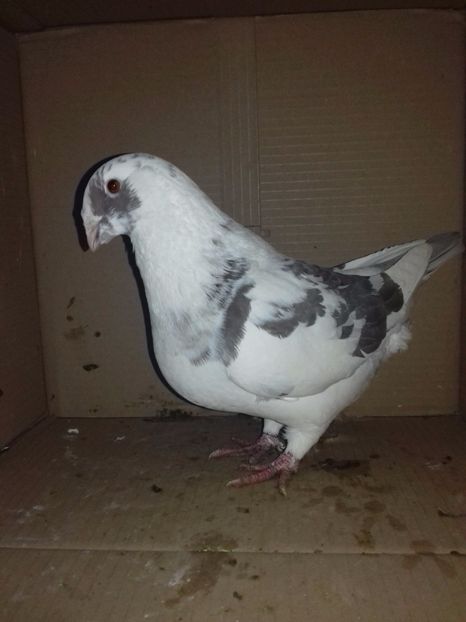 2017 - Matca femele 2018