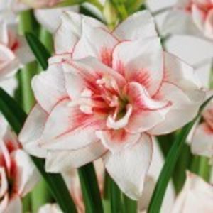 amaryllis-elvas-nou- Au sosit - Achizitii