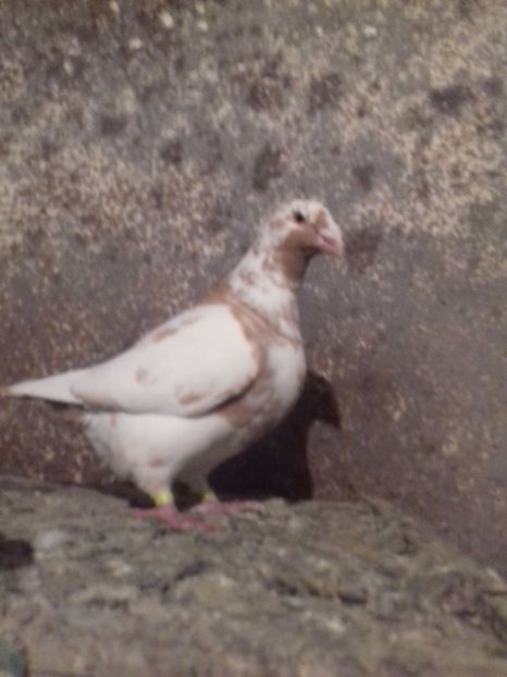  - Achizitii 2017-2018