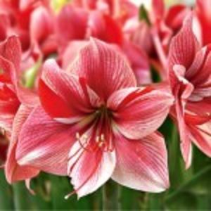 amaryllis-gervase-  de curand si - Achizitii