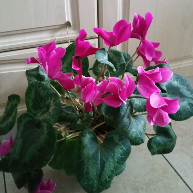  - Cyclamen