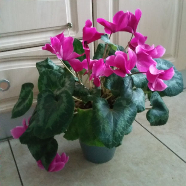  - Cyclamen