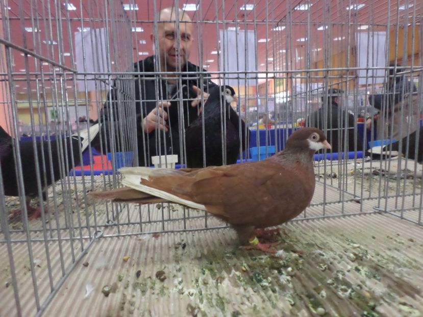 SAM_4742 - EXPOZITIA LA ROMEXPO BUC 2017