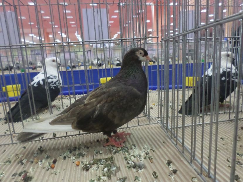 SAM_4744 - EXPOZITIA LA ROMEXPO BUC 2017