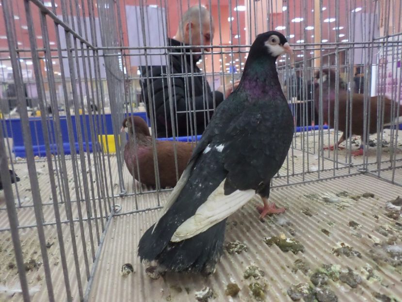 SAM_4746 - EXPOZITIA LA ROMEXPO BUC 2017